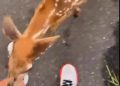 Viral video