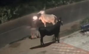 Viral video