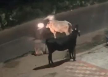 Viral video
