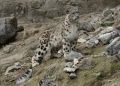 Ladakh hosts 477 snow leopards, highest in India