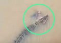 Crocodile