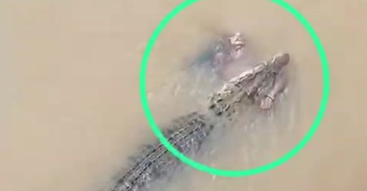 Crocodile