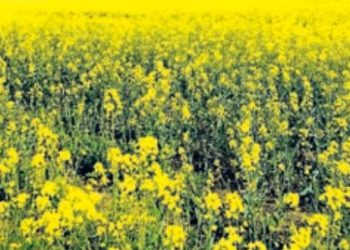 KORAPUT-mustard fields