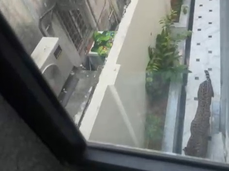 Leopard enters Rajasthan minister’s bungalow