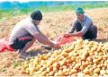 Potato Farmers