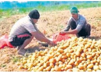 Potato Farmers