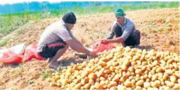 Potato Farmers
