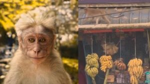 Viral video: ‘Thief-in-chief’ monkey’s masterplan heist caught on cam, internet can’t handle it