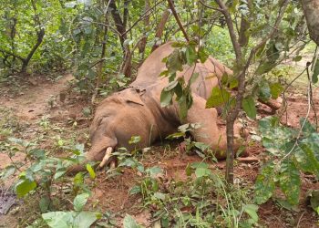 Baniapalli reserve forest