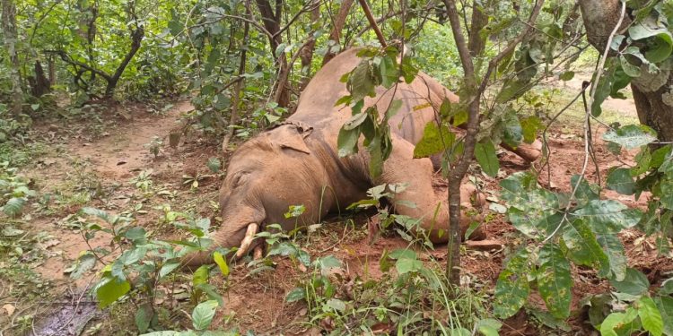 Baniapalli reserve forest