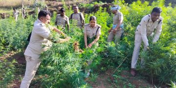 Ganja cultivation