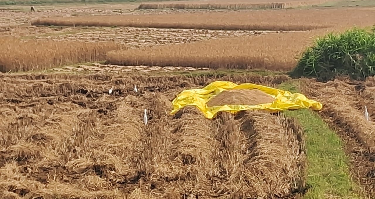 Odisha: Delay in opening mandis fuels illegal paddy trade - OrissaPOST