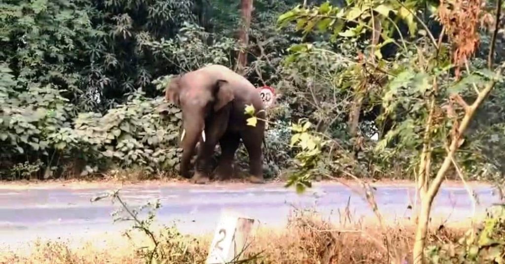Balasore ELEPHANT