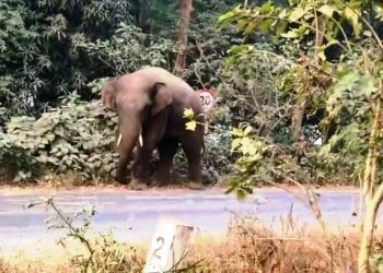 Balasore ELEPHANT