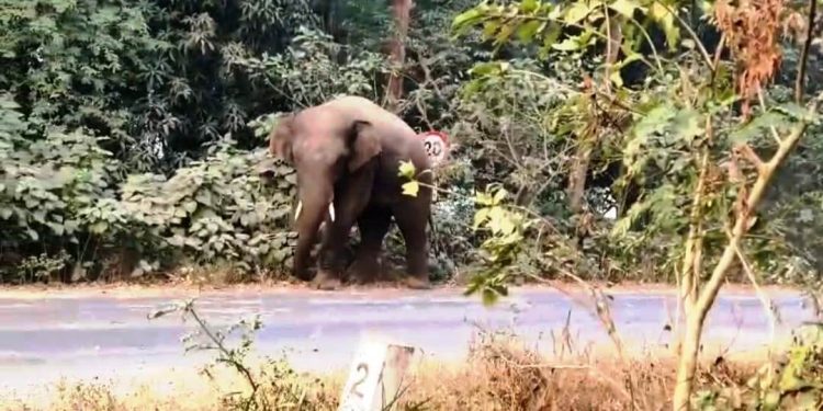 Balasore ELEPHANT