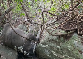 Kuldiha Wildlife Sanctuary