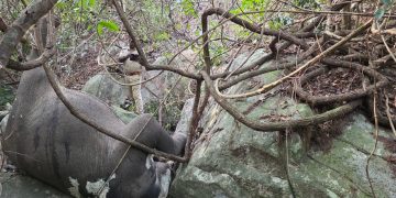 Kuldiha Wildlife Sanctuary