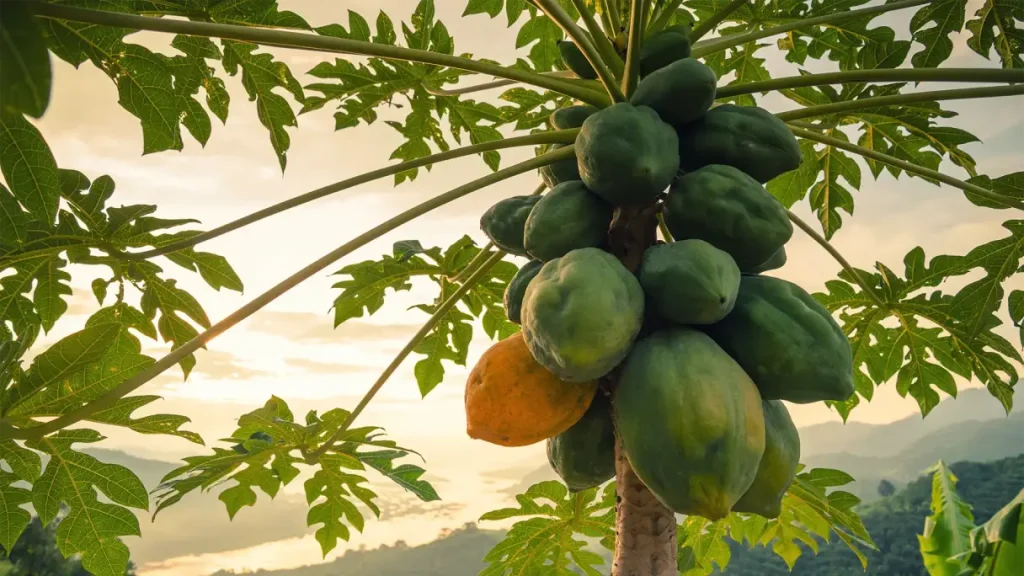 Papaya