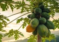 Papaya