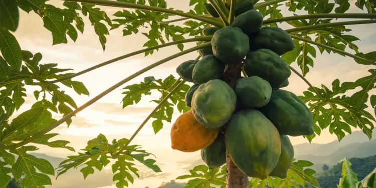 Papaya