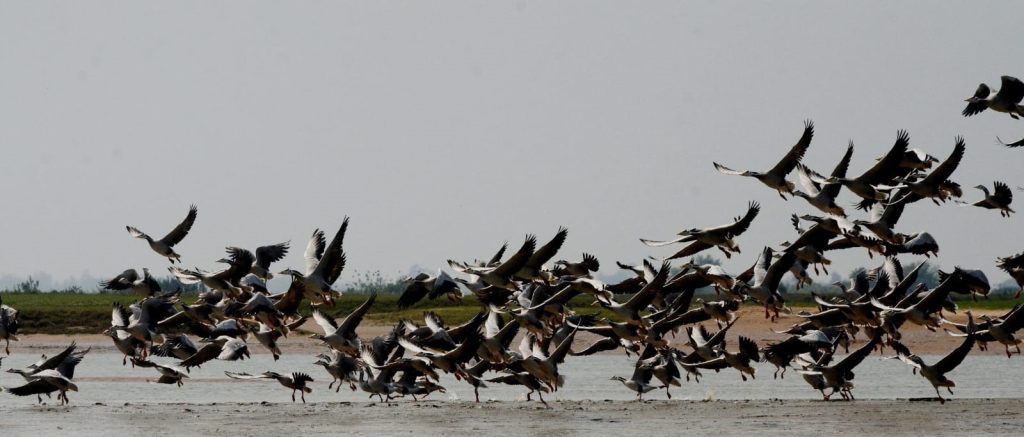 Chilika