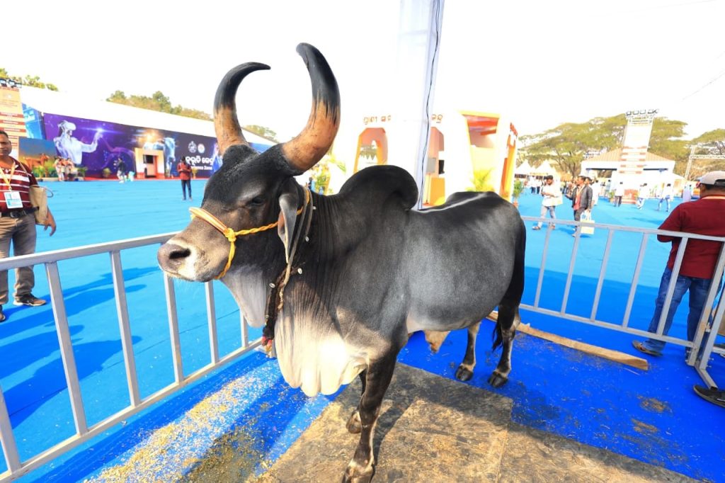 Kankrej bull