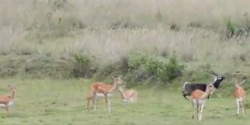 Blackbuck