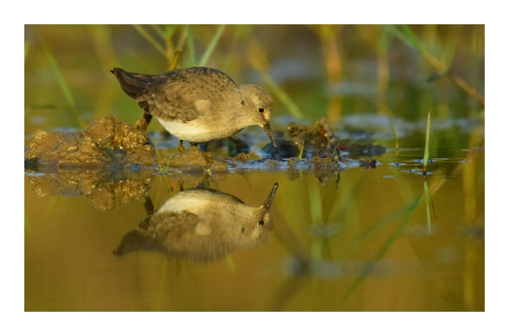 Chilika Bird Festival