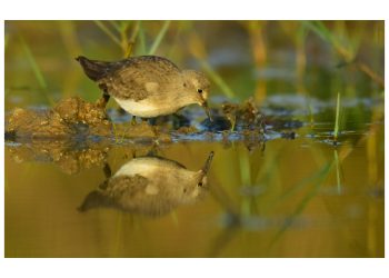 Chilika Bird Festival