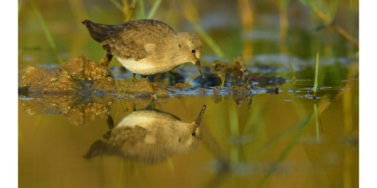 Salvo sidh Photography