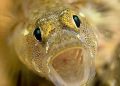 Goby Fish