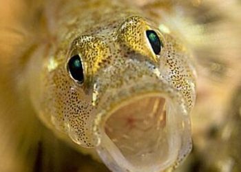 Goby Fish
