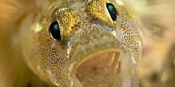 Goby Fish