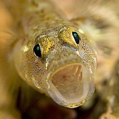 Scientists record goby fish species in Indian waters for first time