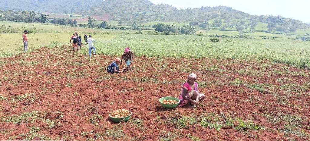 Koraput Potato Farming