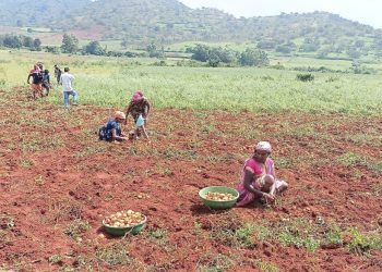 Koraput Potato Farming
