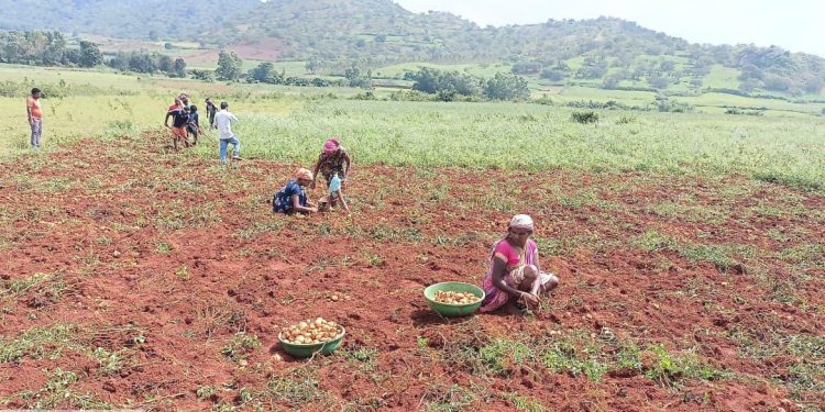 Koraput Potato Farming