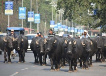 NHAI launches pilot for real-time safety alerts over stray cattle on highways