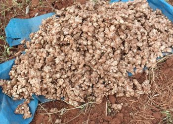Koraput ginger farmers