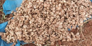 Koraput ginger farmers
