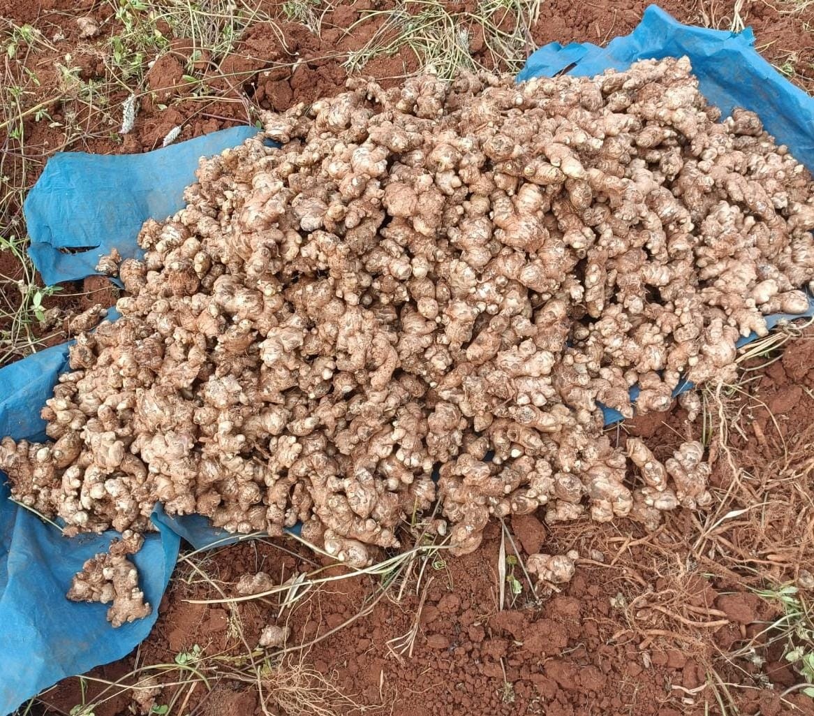 Poor marketing, low prices hit Koraput ginger farmers