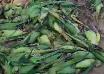 parrots die of food poisoning