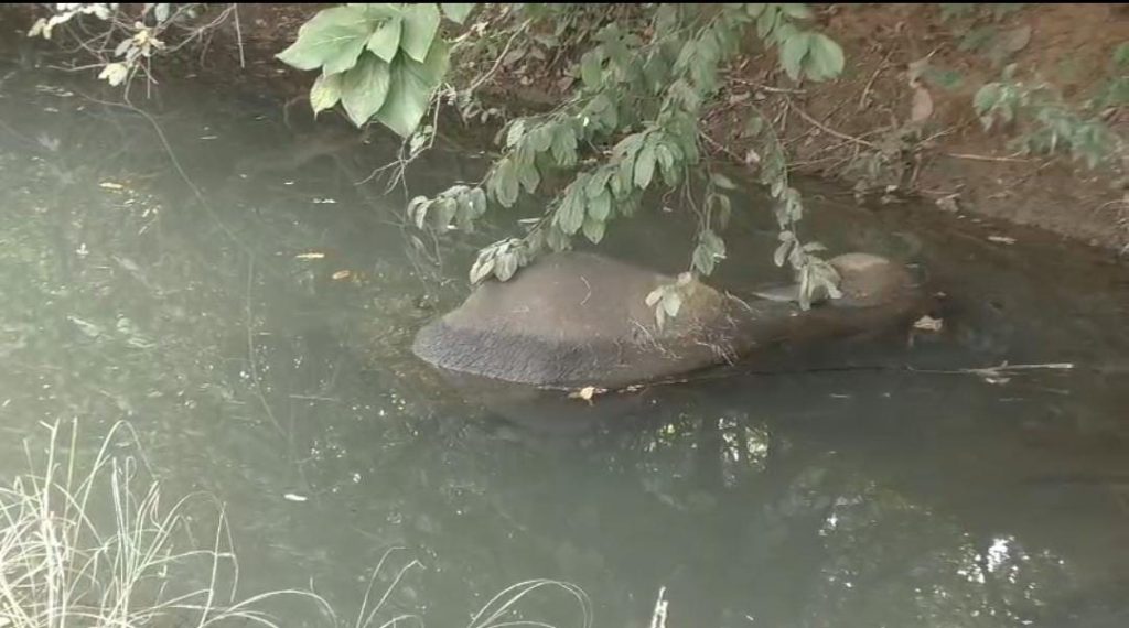 Balangir -ELEPHANT DEAD
