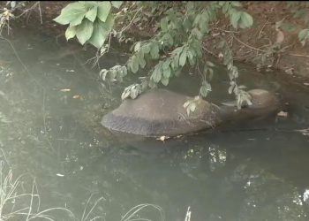 Balangir -ELEPHANT DEAD