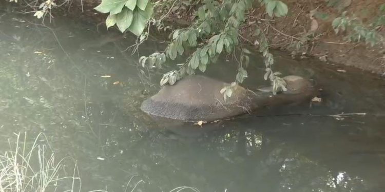 Balangir -ELEPHANT DEAD