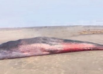 Whale skeleton museum