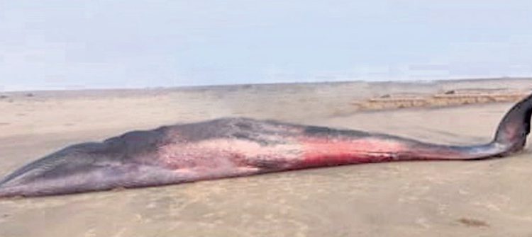 Whale skeleton museum