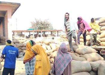 3.59L qtls paddy of 8,019 farmers lifted in Kesinga
