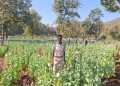Poppy Cultivation