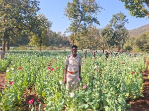 Growing number of poppy plants raises worry